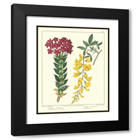 Gardeners Delight V Black Modern Wood Framed Art Print with Double Matting by Edwards, Sydenham