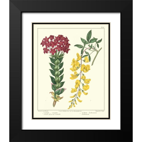 Gardeners Delight V Black Modern Wood Framed Art Print with Double Matting by Edwards, Sydenham