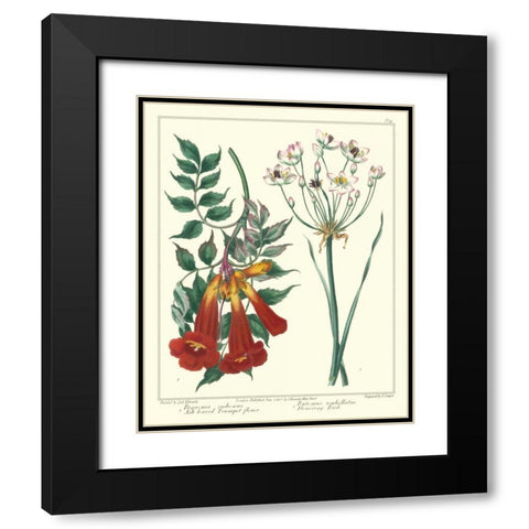 Gardeners Delight VI Black Modern Wood Framed Art Print with Double Matting by Edwards, Sydenham