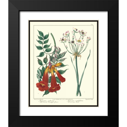 Gardeners Delight VI Black Modern Wood Framed Art Print with Double Matting by Edwards, Sydenham