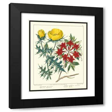 Gardeners Delight VII Black Modern Wood Framed Art Print with Double Matting by Edwards, Sydenham
