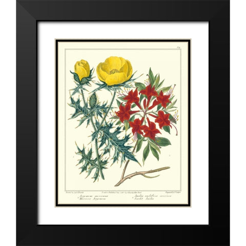 Gardeners Delight VII Black Modern Wood Framed Art Print with Double Matting by Edwards, Sydenham