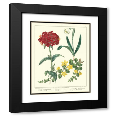 Gardeners Delight VIII Black Modern Wood Framed Art Print with Double Matting by Edwards, Sydenham