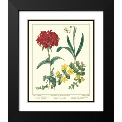 Gardeners Delight VIII Black Modern Wood Framed Art Print with Double Matting by Edwards, Sydenham