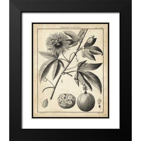 Passiflora I Black Modern Wood Framed Art Print with Double Matting by Sellier