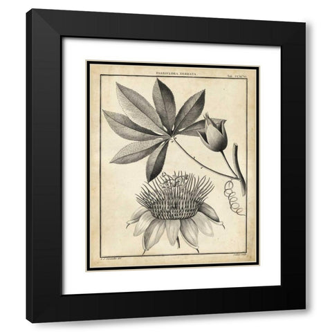 Passiflora II Black Modern Wood Framed Art Print with Double Matting by Sellier