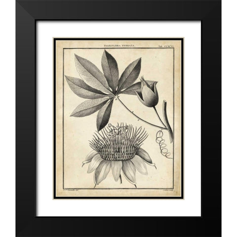 Passiflora II Black Modern Wood Framed Art Print with Double Matting by Sellier