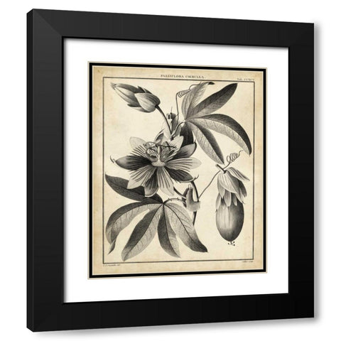 Passiflora III Black Modern Wood Framed Art Print with Double Matting by Sellier
