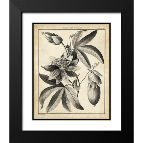 Passiflora III Black Modern Wood Framed Art Print with Double Matting by Sellier