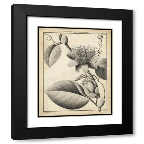 Passiflora IV Black Modern Wood Framed Art Print with Double Matting by Sellier