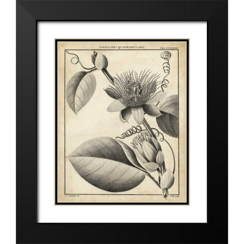 Passiflora IV Black Modern Wood Framed Art Print with Double Matting by Sellier