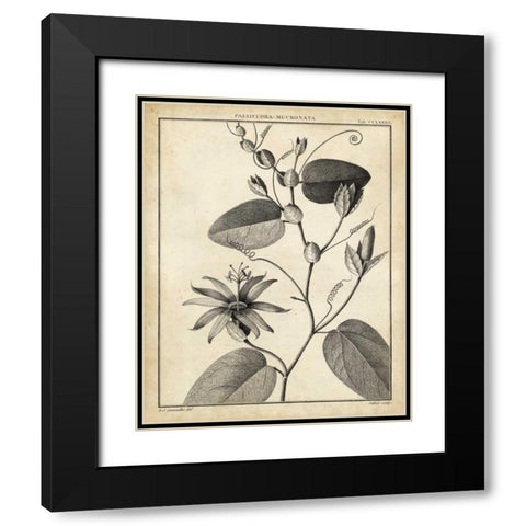 Passiflora VI Black Modern Wood Framed Art Print with Double Matting by Sellier