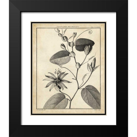 Passiflora VI Black Modern Wood Framed Art Print with Double Matting by Sellier