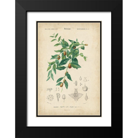 Tropical Botanique VII Black Modern Wood Framed Art Print with Double Matting by Vision Studio