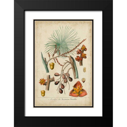 Palma Exotica III Black Modern Wood Framed Art Print with Double Matting by Vision Studio