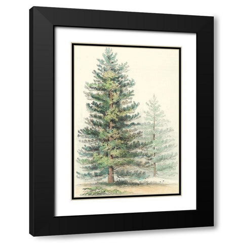 Majestic Pine I Black Modern Wood Framed Art Print with Double Matting by Unknown