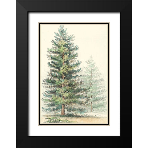 Majestic Pine I Black Modern Wood Framed Art Print with Double Matting by Unknown