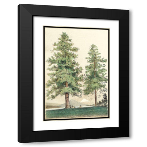 Majestic Pine II Black Modern Wood Framed Art Print with Double Matting by Unknown