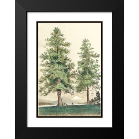 Majestic Pine II Black Modern Wood Framed Art Print with Double Matting by Unknown