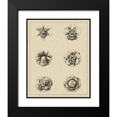Floral Rosette III Black Modern Wood Framed Art Print with Double Matting by Vision Studio