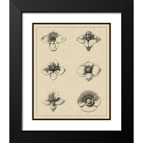 Floral Rosette IV Black Modern Wood Framed Art Print with Double Matting by Vision Studio