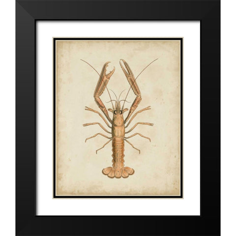 Crustaceans I Black Modern Wood Framed Art Print with Double Matting by Sowerby, James