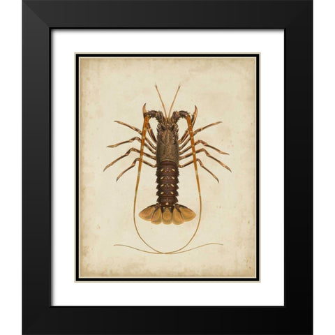 Crustaceans II Black Modern Wood Framed Art Print with Double Matting by Sowerby, James