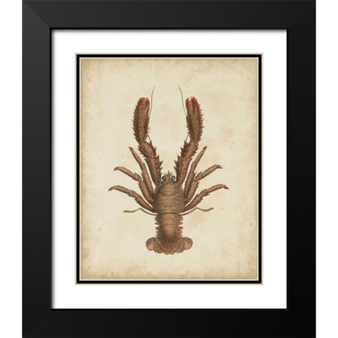 Crustaceans III Black Modern Wood Framed Art Print with Double Matting by Sowerby, James