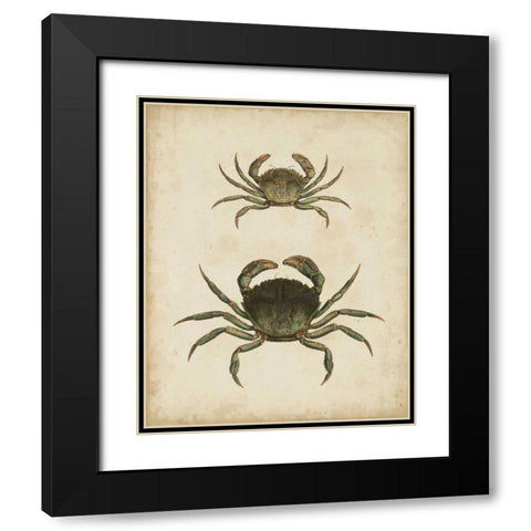 Crustaceans IV Black Modern Wood Framed Art Print with Double Matting by Sowerby, James
