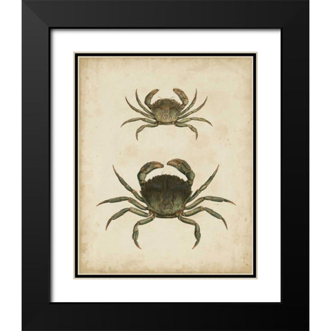 Crustaceans IV Black Modern Wood Framed Art Print with Double Matting by Sowerby, James