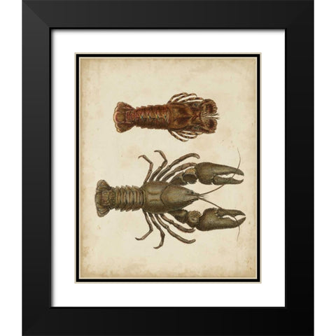Crustaceans V Black Modern Wood Framed Art Print with Double Matting by Sowerby, James