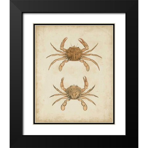 Crustaceans VI Black Modern Wood Framed Art Print with Double Matting by Sowerby, James