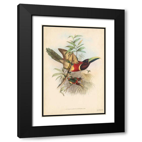 Tropical Toucans III Black Modern Wood Framed Art Print with Double Matting by Gould, John