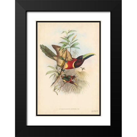 Tropical Toucans III Black Modern Wood Framed Art Print with Double Matting by Gould, John