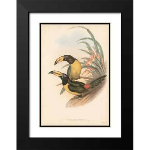 Tropical Toucans IV Black Modern Wood Framed Art Print with Double Matting by Gould, John