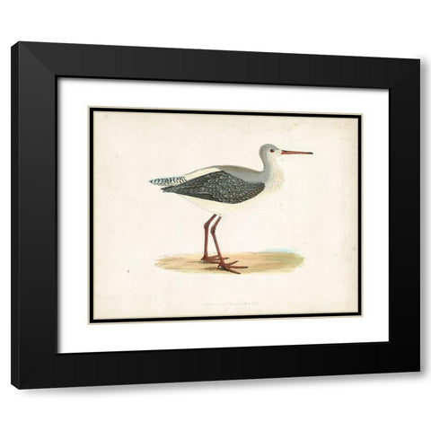 Morris Sandpiper I Black Modern Wood Framed Art Print with Double Matting by Morris