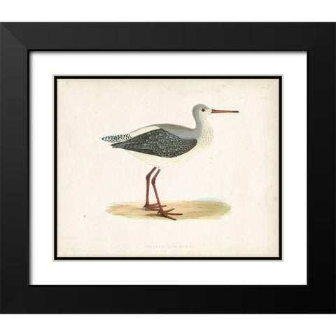 Morris Sandpiper I Black Modern Wood Framed Art Print with Double Matting by Morris
