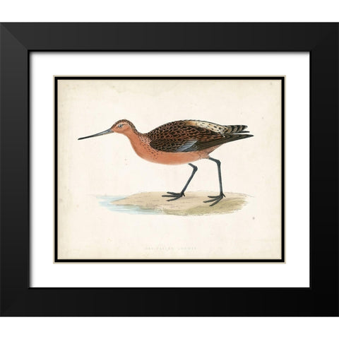 Morris Sandpiper II Black Modern Wood Framed Art Print with Double Matting by Morris