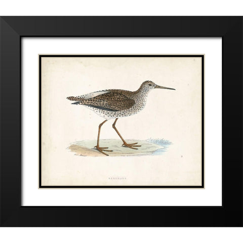 Morris Sandpiper V Black Modern Wood Framed Art Print with Double Matting by Morris