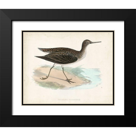Morris Sandpiper VII Black Modern Wood Framed Art Print with Double Matting by Morris