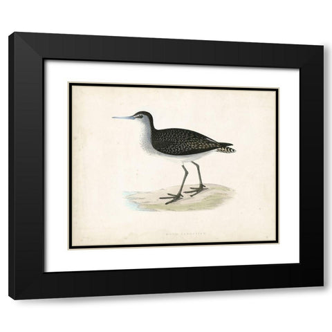 Morris Sandpiper VIII Black Modern Wood Framed Art Print with Double Matting by Morris