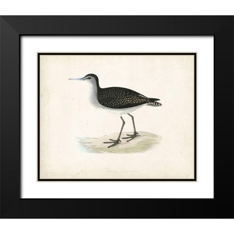 Morris Sandpiper VIII Black Modern Wood Framed Art Print with Double Matting by Morris