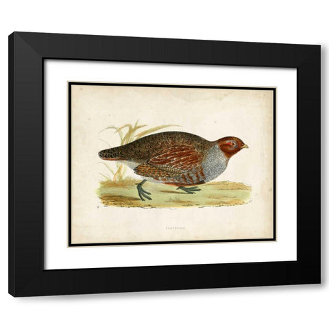 Morris Pheasants I Black Modern Wood Framed Art Print with Double Matting by Morris