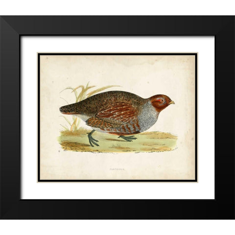 Morris Pheasants I Black Modern Wood Framed Art Print with Double Matting by Morris