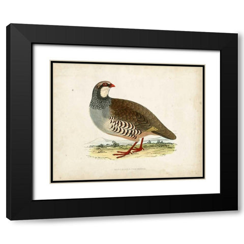 Morris Pheasants II Black Modern Wood Framed Art Print with Double Matting by Morris