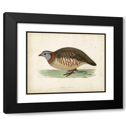 Morris Pheasants III Black Modern Wood Framed Art Print with Double Matting by Morris