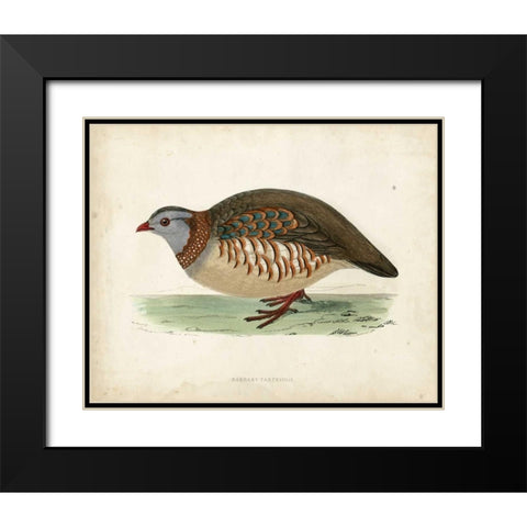 Morris Pheasants III Black Modern Wood Framed Art Print with Double Matting by Morris