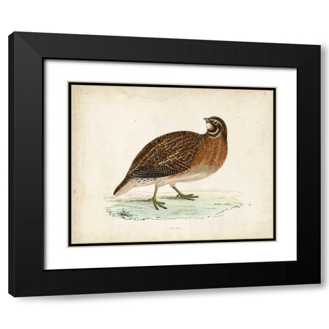 Morris Pheasants IV Black Modern Wood Framed Art Print with Double Matting by Morris