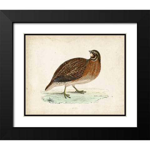Morris Pheasants IV Black Modern Wood Framed Art Print with Double Matting by Morris