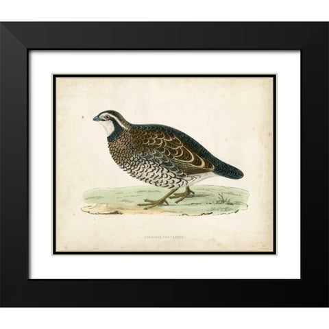 Morris Pheasants VI Black Modern Wood Framed Art Print with Double Matting by Morris